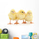 Three yellow chickens. Wall Decal