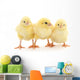 Three yellow chickens. Wall Decal