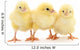 Three yellow chickens. Wall Decal
