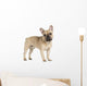 french bulldog fawn color on a white background Wall Decal