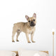 french bulldog fawn color on a white background Wall Decal