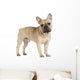 french bulldog fawn color on a white background Wall Decal