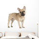 french bulldog fawn color on a white background Wall Decal