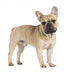 french bulldog fawn color on a white background Wall Decal