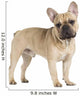 french bulldog fawn color on a white background Wall Decal