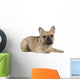 french bulldog fawn color on a white background Wall Decal