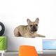 french bulldog fawn color on a white background Wall Decal