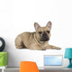 french bulldog fawn color on a white background Wall Decal