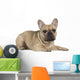 french bulldog fawn color on a white background Wall Decal