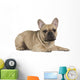 french bulldog fawn color on a white background Wall Decal