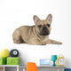 french bulldog fawn color on a white background Wall Decal