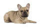 french bulldog fawn color on a white background Wall Decal
