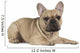 french bulldog fawn color on a white background Wall Decal