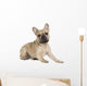 french bulldog fawn color on a white background Wall Decal