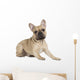 french bulldog fawn color on a white background Wall Decal