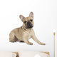 french bulldog fawn color on a white background Wall Decal