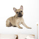 french bulldog fawn color on a white background Wall Decal