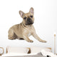 french bulldog fawn color on a white background Wall Decal
