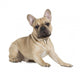 french bulldog fawn color on a white background Wall Decal