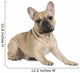 french bulldog fawn color on a white background Wall Decal