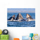 Humpback Whale Pod Wall Decal
