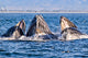 Humpback Whale Pod Wall Decal