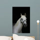 Arabian Pony Wall Mural
