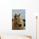 Beautiful Fjord Horse Wall Mural