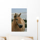 Beautiful Fjord Horse Wall Mural