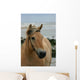Beautiful Fjord Horse Wall Mural