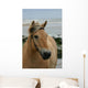 Beautiful Fjord Horse Wall Mural