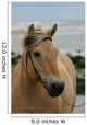 Beautiful Fjord Horse Wall Mural