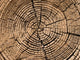 Tree Cut Texture