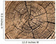 Tree Cut Texture