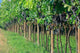 Ripe Grape Bunches Wall Decal