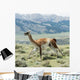 Guanaco Wall Decal Design 1