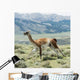 Guanaco Wall Decal Design 1