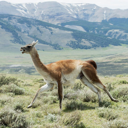 Guanaco Wall Decal Design 1