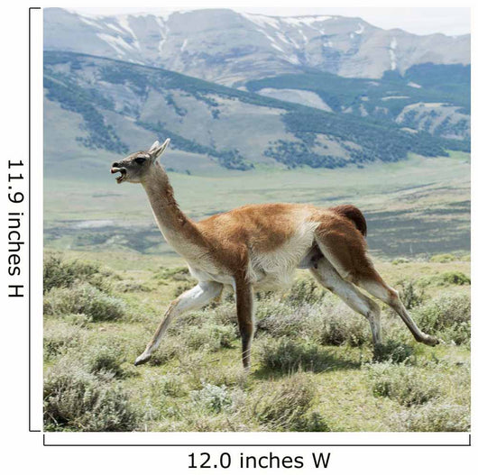 Guanaco Wall Decal Design 1