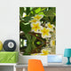 Frangipani