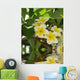 Frangipani