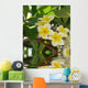 Frangipani