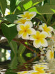 Frangipani