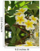 Frangipani