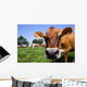 Jersey Cow Grazing Wall Mural
