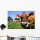 Jersey Cow Grazing Wall Mural