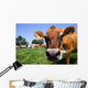 Jersey Cow Grazing Wall Mural