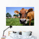 Jersey Cow Grazing Wall Mural