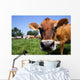 Jersey Cow Grazing Wall Mural