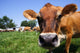 Jersey Cow Grazing Wall Mural